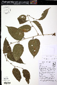 Smilax domingensis image