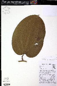 Smilax purhampuy image