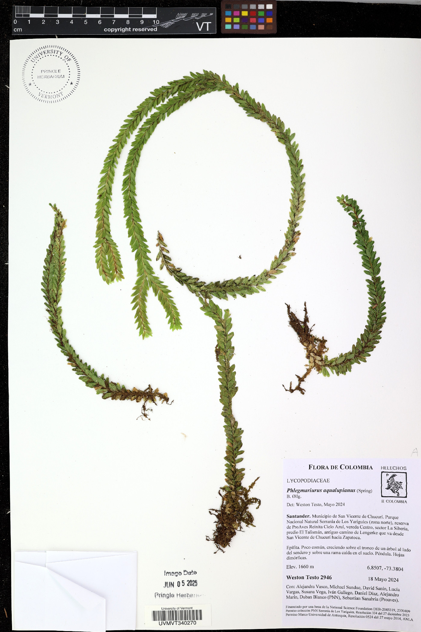 Phlegmariurus aqualupianus image