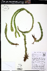 Phlegmariurus aqualupianus image