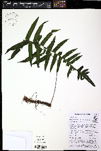 Pecluma dulcis image