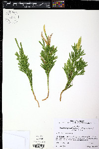 Dendrolycopodium hickeyi image
