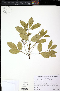 Zanthoxylum melanostictum image