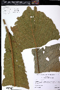 Cespedesia spathulata image