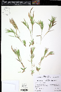 Dichanthelium xanthophysum image