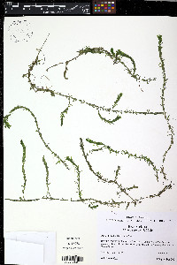 Elodea canadensis image