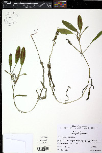 Potamogeton alpinus image