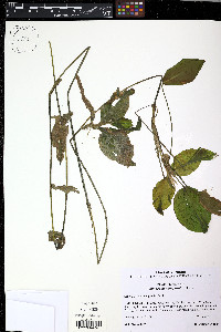 Potamogeton amplifolius image