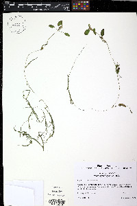 Potamogeton spirillus image