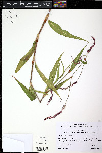 Persicaria extremiorientalis image