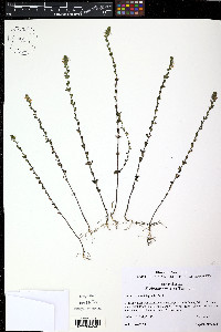 Euphrasia nemorosa image