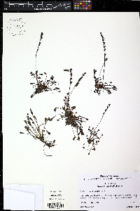 Drosera intermedia image