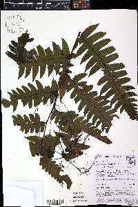 Diplazium macrophyllum image
