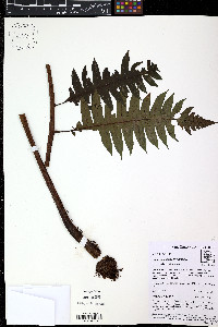Diplazium macrophyllum image