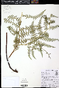 Paesia glandulosa image