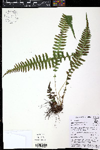 Blechnum polypodioides image