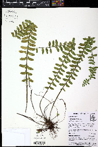 Asplenium pteropus image