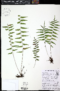 Asplenium hastatum image