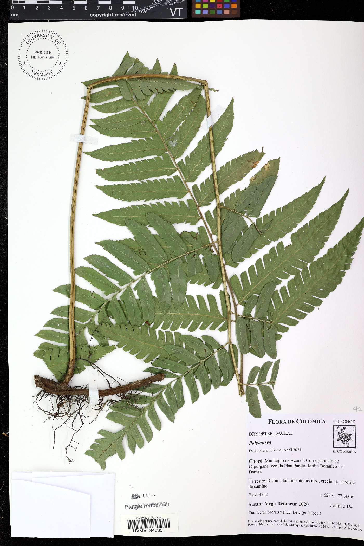 Polybotrya image