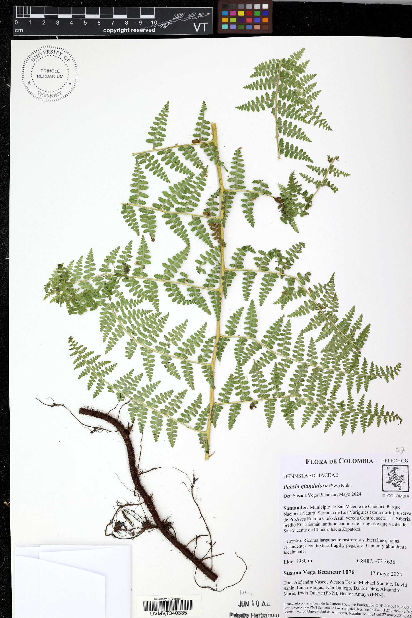 Paesia glandulosa image