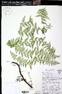 Paesia glandulosa image