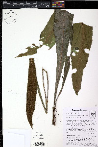 Elaphoglossum pteropodum image