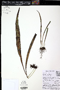 Elaphoglossum glabellum image