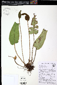 Elaphoglossum exsertipes image