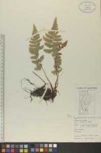 Dryopteris cristata image