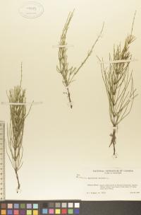 Equisetum arvense image