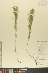 Equisetum arvense image