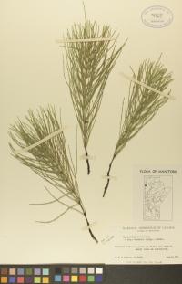 Equisetum arvense image