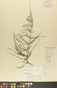 Equisetum arvense image