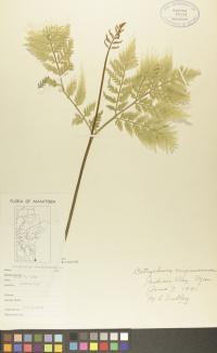 Botrypus virginianus image
