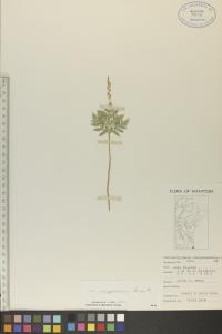 Botrypus virginianus image