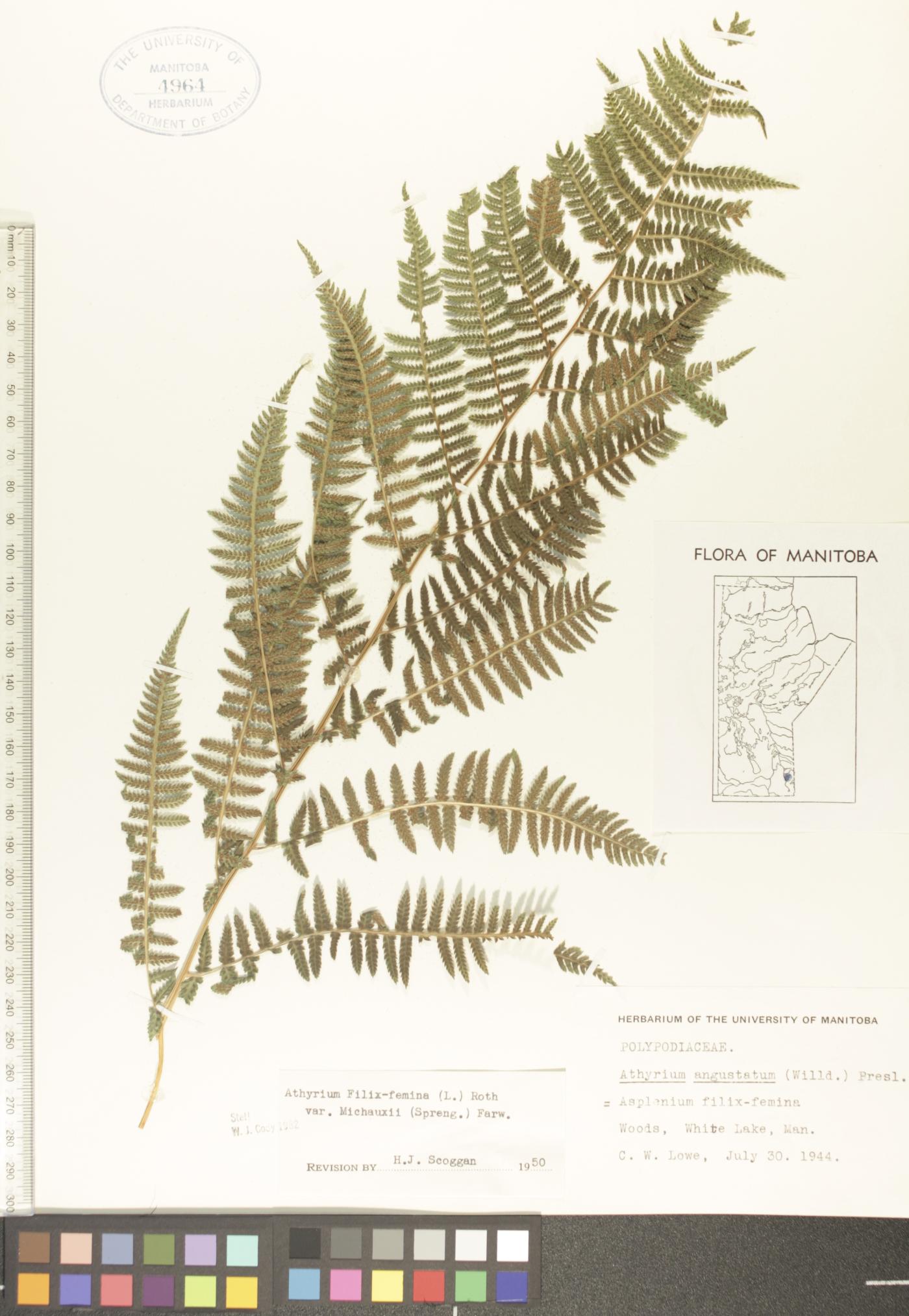Athyrium asplenioides var. angustum image
