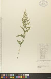 Cystopteris tenuis image