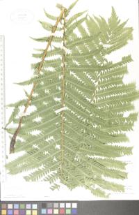 Matteuccia struthiopteris image