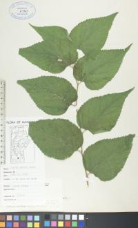 Celtis occidentalis image
