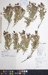 Amorpha nana image