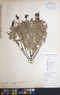 Amorpha nana image