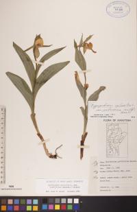 Cypripedium parviflorum image