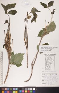 Toxicodendron rydbergii image