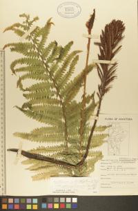Matteuccia struthiopteris image