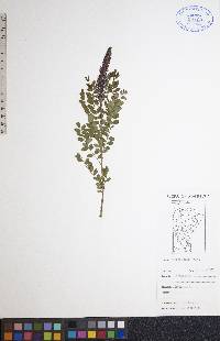 Amorpha nana image