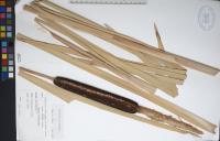 Typha latifolia image