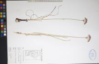 Allium stellatum image
