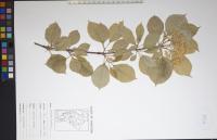 Viburnum lentago image