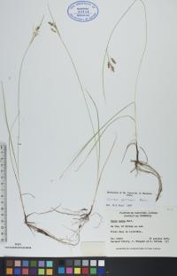 Carex garberi image