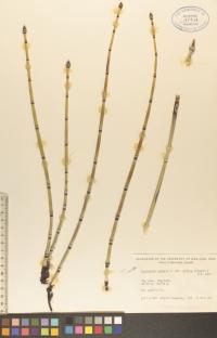 Equisetum hyemale image